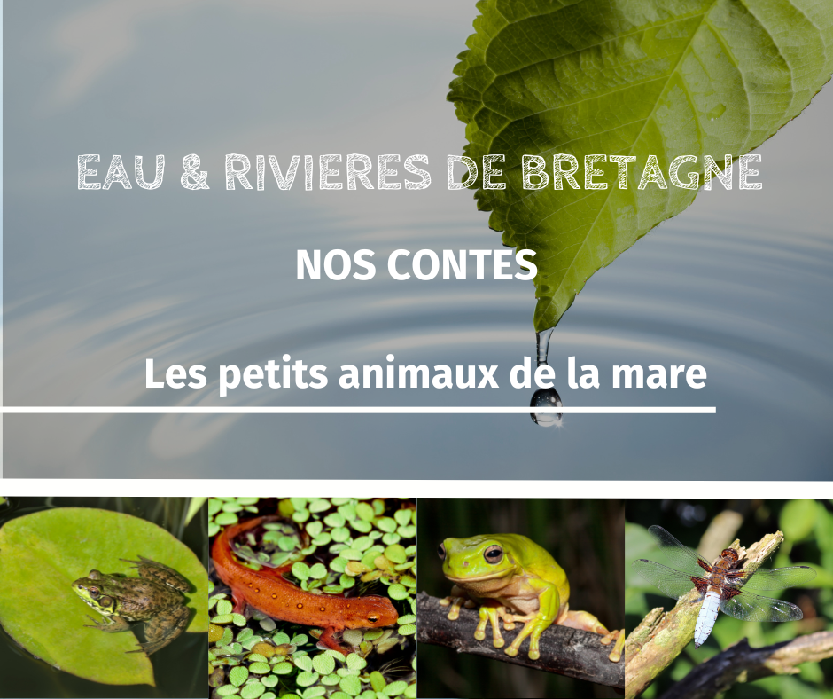 Podcast | Nos contes sur les petits animaux de la mare 