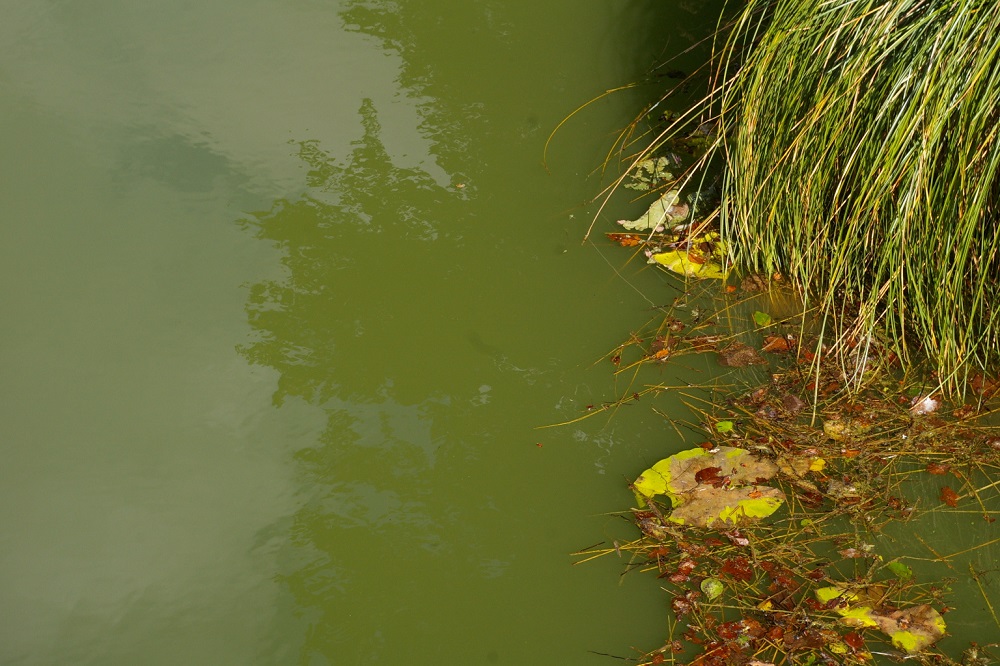 Les plans d'eau asphyxiés