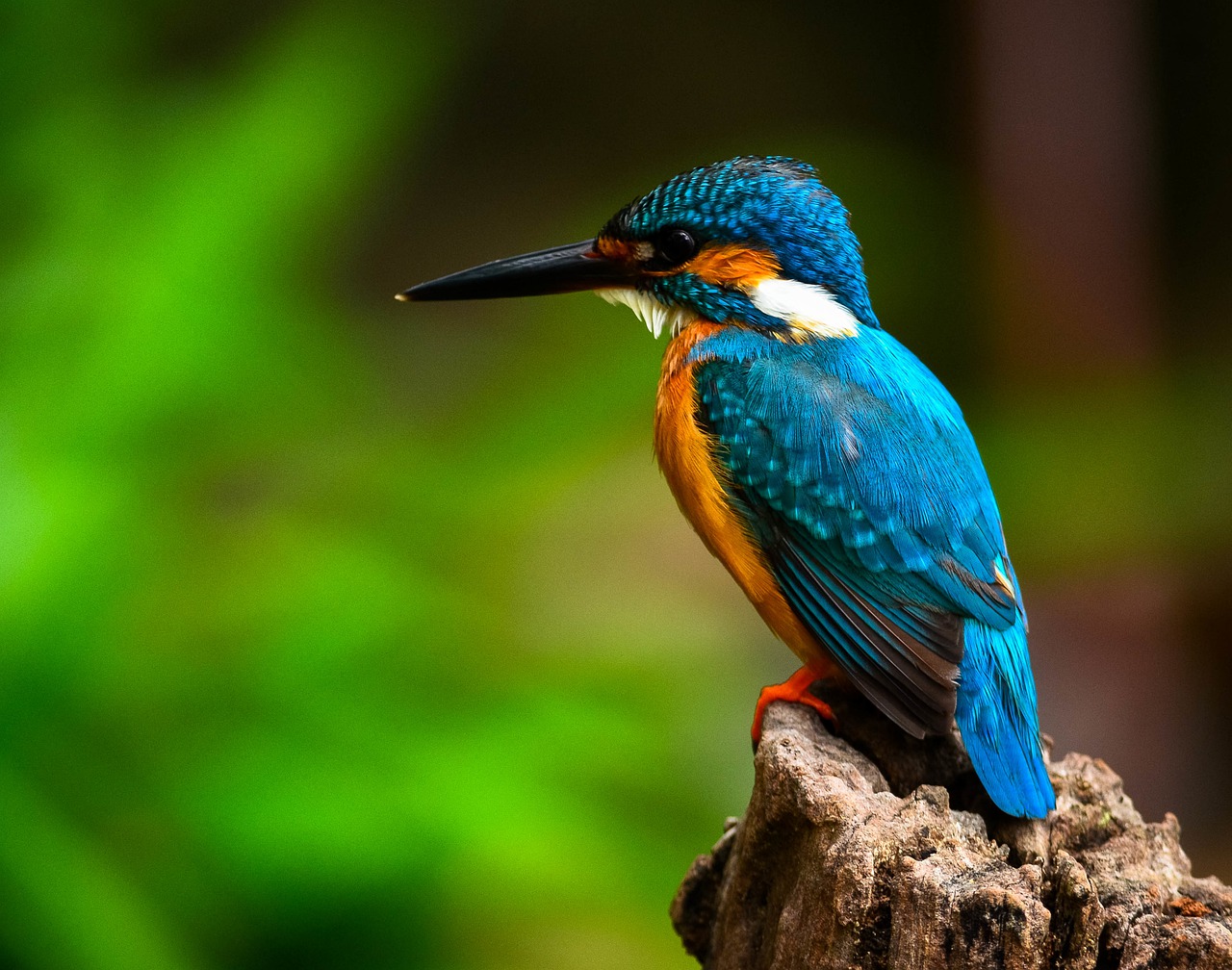 L'agence Bretonne pour la Biodiversité
