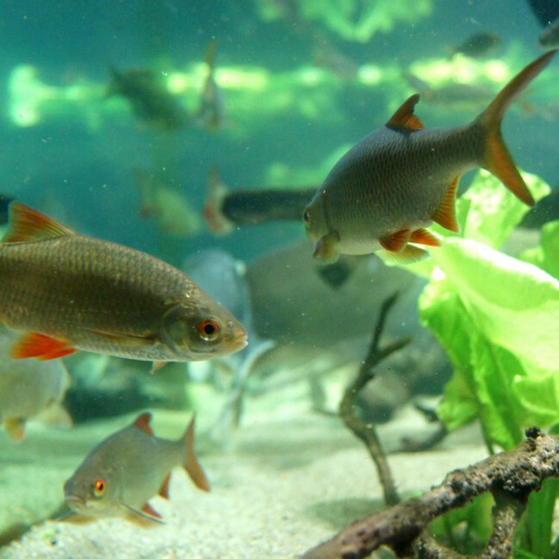Un aquarium pour qui ?